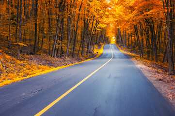 Fototapeta premium Winding road curves through scenic autumn foliage trees in Muskoka, Ontario Canada.