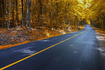 Winding road curves through scenic autumn foliage trees in Muskoka, Ontario Canada.