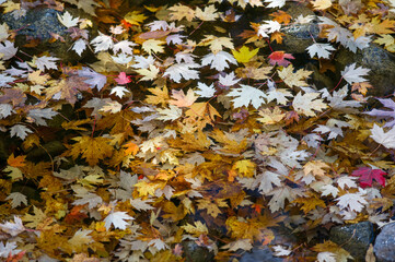 Colourful fall leaves in pond lake water. Floating autumn leaf.