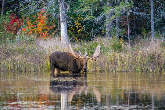 A bull moose in a pond chewing on lily pads, for snack, in autumn. Shot in Algonquin Park, Ontario, Canada.