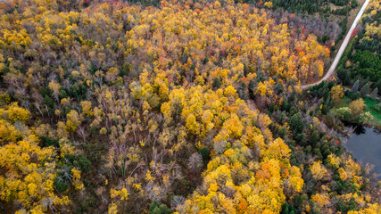 Top view of colourful forest trees in Ontario, Canada during the autumn season. A country road is...