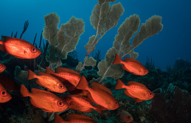 Glasseye Snapper (Heteropriacanthus cruentatus) on the reef off the Dutch Caribbean island of Sint Maarten