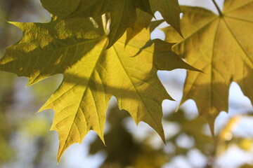 yellow maple leaves