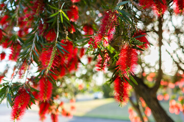 Bright red native bottlebrush flowers on bush