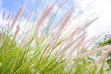 Closeup beige pink grass flower blowing in the wind, blue sky background, selective focus.
