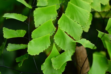 Adiantum peruvianum, the silver-dollar fern or Peruvian maidenhair, is a fern in the genus Adiantum. It has black stems and large flat pinnules. It is frequently grown as an ornamental plant