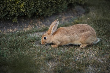 Wild young rabbit eating grass. Brown hare with clear blurred green background.