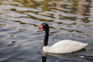 Wild young rabbit eating grass. Brown hare with clear blurred green background.