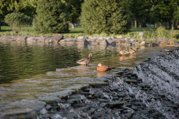 Ducks swim on the lake. Beautiful natural landscape, summer ducks on the lake.