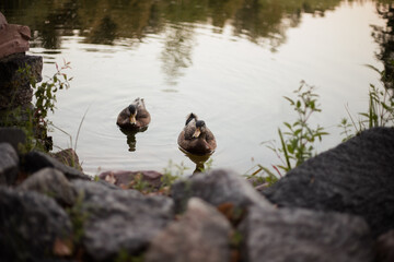 Ducks swim on the lake. Beautiful natural landscape, summer ducks on the lake.