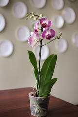 Beautiful tropical orchid flower in pot on table against light background. 