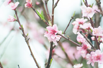 pink cherry blossom in spring