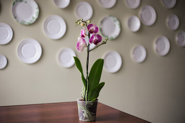 Beautiful tropical orchid flower in pot on table against light background. 