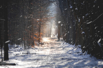 wonderful winter scene in the forest with falling snow effect. calm afternoon walk in great sunlight and snow .