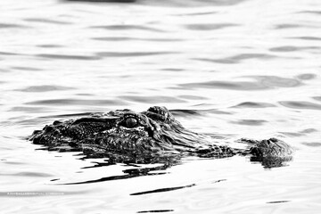 alligator in the water