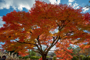 一本の紅葉の木
