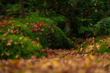 苔と紅葉