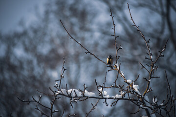 winter scene with blue tit in leafless weigela bush branches sitting and looking for food. Grey blueish wintry blurry background