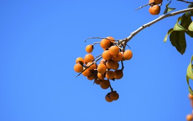 frutos do Cerrado