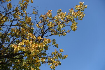 Azure blue sky and branches of  apricot tree with autumnal foliage in October