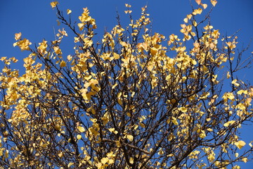 Bright yellow autumnal foliage of  apricot tree against blue sky in November