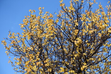 Canopy of  apricot tree with autumnal foliage  against blue sky in November