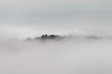 Cimes dans la brume