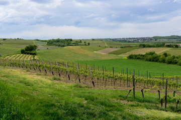 Fototapeta premium Vineyard landscape near the village of Partenheim, in the wine growing region of Rhineland Palatinate, Germany. 