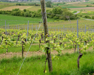 Grapevines with vineyard poles at start of the wine growing season.