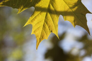 yellow maple leaf