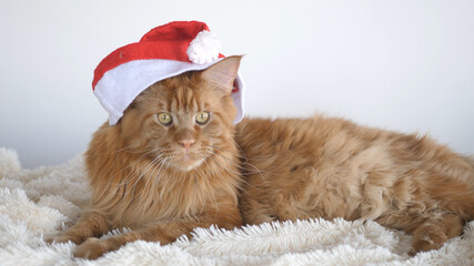 A big red cute Maine Coon cat as a tiger with a Christmas hat, sitting on a plaid.
