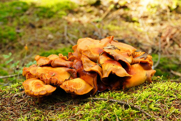 Brown tree fungus in close-up.
