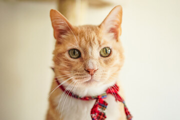Fototapeta premium Portrait of ginger cat with ribbon