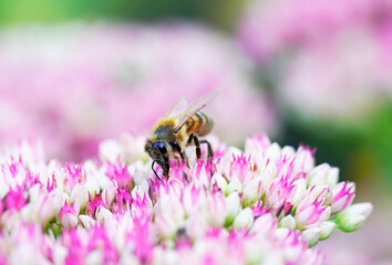 Bee collects nectar on sedum flowers. Close up of the insect. Apis mellifera.