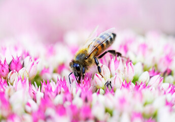 Bee collects nectar on sedum flowers. Close up of the insect. Apis mellifera.