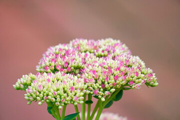 Obraz premium Close-up of the sedum flowers at the beginning of the flowering period.