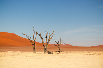 Fototapeta na wymiar The famous place Deadvlei. Beautiful landscape in the Namib desert