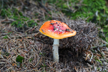 Fresh fly agaric on forest floor. Red mushroom with white spots. Poisonous. Amanita muscaria.