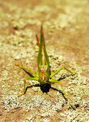 Bush cricket in close-up. Drumming katydid. Meconema thalassinum.