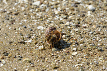 Hermit crabs living in mudflats