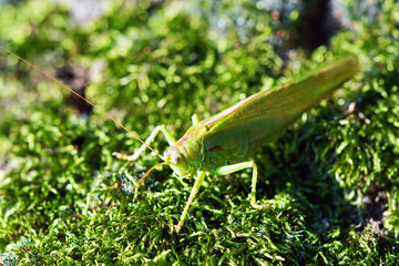 Bush cricket in close-up. Drumming katydid. Meconema thalassinum.