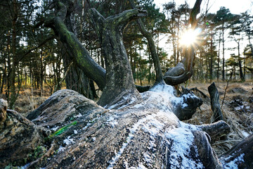 Obraz premium Alter Baumstamm mit Schnee und Sonne im Winter - Lüneburger Heide