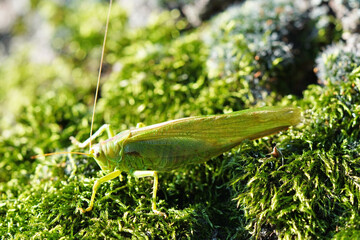 Bush cricket in close-up. Drumming katydid. Meconema thalassinum.