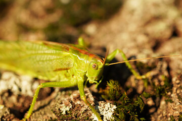 Bush cricket in close-up. Drumming katydid. Meconema thalassinum.