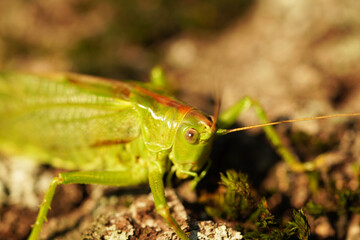 Bush cricket in close-up. Drumming katydid. Meconema thalassinum.
