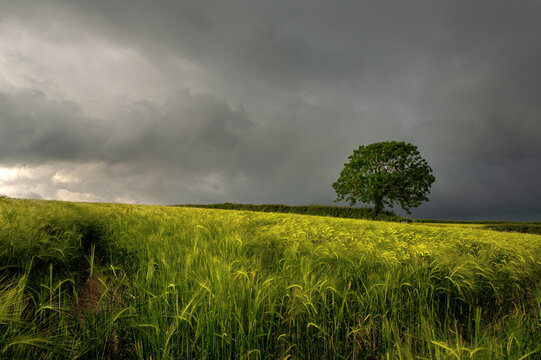 Tree in barley field with stormy sky Cornwall UK