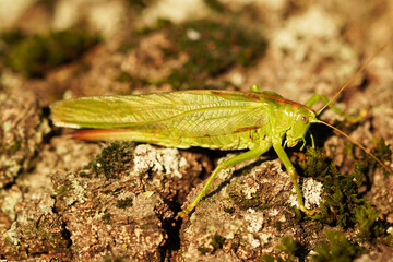Bush cricket in close-up. Drumming katydid. Meconema thalassinum.