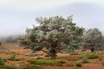 Fototapeta premium A large pine tree covered with frost stands in a field against the backdrop of a mountain slope in the fall with fog.