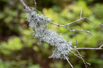 Grey reindeer lichen, Reindeer moss, Deer moss or Caribou moss - Cladonia rangiferina, growing on a branch with a green background.