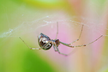 Greenhouse spider in close-up. Parasteatoda.
